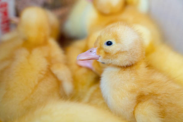 istock little yellow ducklings closeup. 1214470456