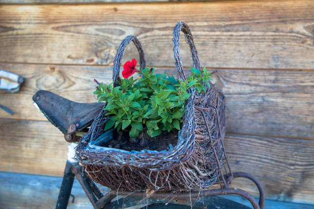 Geraniums in a wicker basket of retro style old bicycle, black forest germany