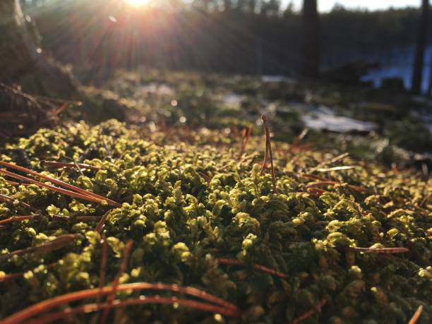 The photo was taken in Northern part of Russian pine forests in early spring.