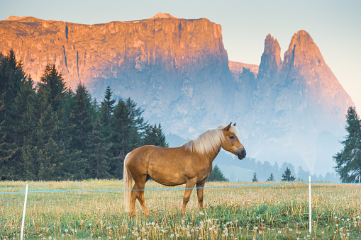 Horses grazing freely in a green meadow against the backdrop of dramatic dolomite peaks,