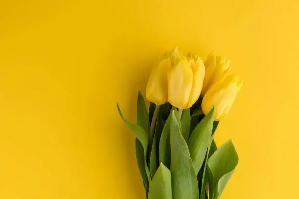Photo of Yellow tulips on  background.