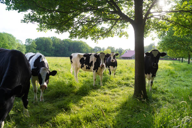 Wide-angle image of cattle and sunset. Slight motion blur as cow approaches camera.\n\nPlease see my related collections...\n\n[url=search/lightbox/7431206][img]http://i161.photobucket.com/albums/t218/dave9296/Lightbox_Vetta.jpg[/img][/url]\n\n[url=search/lightbox/9764345][img]http://i161.photobucket.com/albums/t218/dave9296/Lightbox_SunriseSunset.jpg[/img][/url] \n[url=search/lightbox/4714315][img]http://i161.photobucket.com/albums/t218/dave9296/Lightbox_AustrianCulture2-V2.jpg[/img][/url]  \n[url=search/lightbox/4700510][img]http://i161.photobucket.com/albums/t218/dave9296/Lightbox_alp_summer-V2.jpg[/img][/url]\n[url=search/lightbox/6315481][img]http://i161.photobucket.com/albums/t218/dave9296/Lightbox_HDR2-V2.jpg[/img][/url]\n[url=search/lightbox/5102919][img]http://i161.photobucket.com/albums/t218/dave9296/Lightbox_Autumn.jpg[/img][/url]