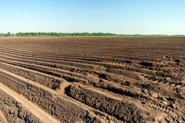 istock Freshly plowed soil in the Great Hungarian Plain 1214479820