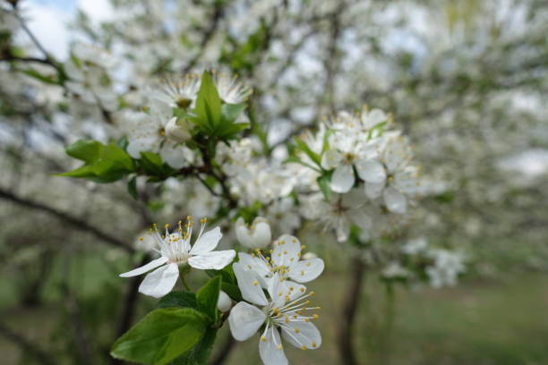istock Bloom of sour cherry tree in mid April 1214480115