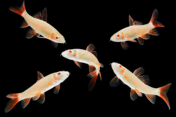 istock Albino Red-fin Shark 1214480702