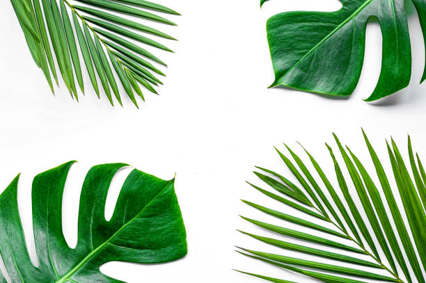 Green leaves on a white background