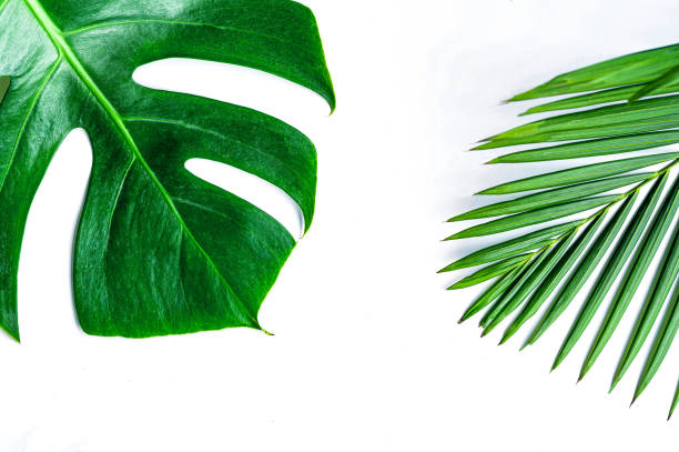 istock Green leaves on a white background 1214481089