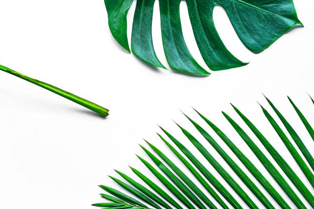 istock Green leaves on a white background 1214481132