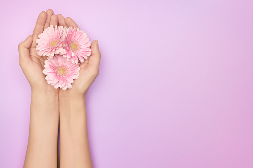 Primer plano de la mano de las mujeres con una brillante flor de gerbera rosa en un backround púrpura con espacio de copia. Concepto de salud de la mujer. Concepto de un anuncio de producto cosmético o cuidado de la piel. photo