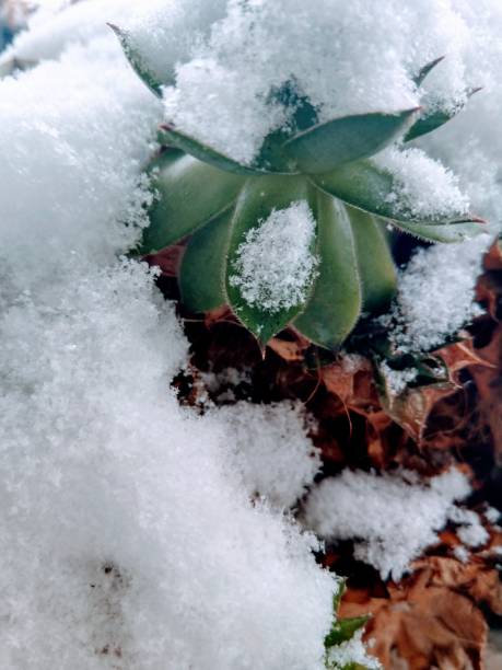 Common Houseleek or Sempervirem Tectorum