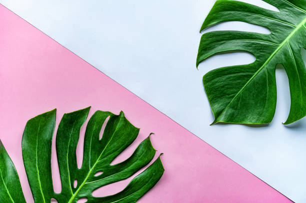 istock Green leaves on a pink and blue background 1214483331