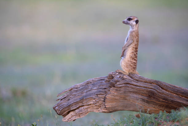 istock Meerkat in the Kalahari desert. 1214484722