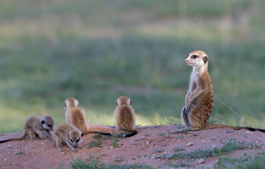 Suricate (Suricata suricatta) - Mother and youngs, Kgalagadi Transfrontier Park, Kalahari desert, South Africa/Botswana