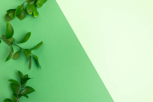 istock Border frame made of ruscus branches on green pastel background. 1214485229