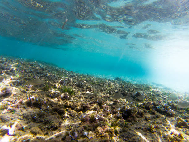 istock Underwater view  with some fishes and rocks. 1214485294