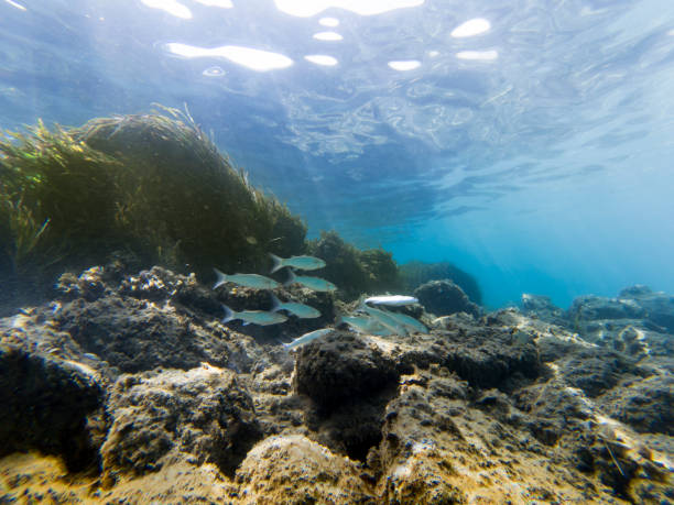 istock Underwater view  with some fishes, rocks and moss. 1214485377