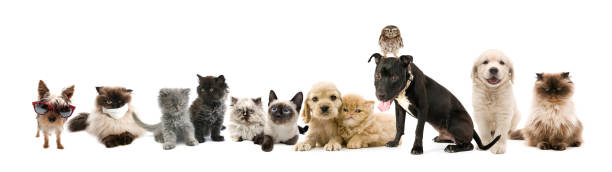istock Group of cats and dogs with owl 1214485546
