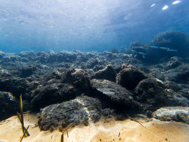 istock Underwater view  with some fishes and rocks. 1214485569