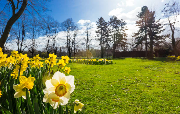 narcisse jonquille sur un pré avec des arbres et le ciel bleu - spring daffodil flower sky photos et images de collection