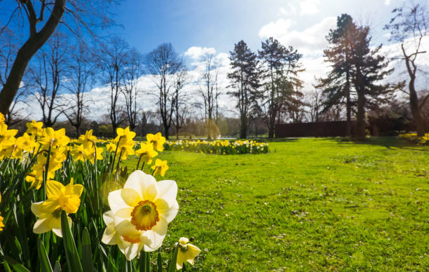 Narcissus Daffodil on a Meadow with Trees and Blue Sky -Symboling Rebirth and Hope