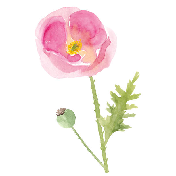istock Watercolor wild meadow pink poppy flower isolated on white background 1214488228