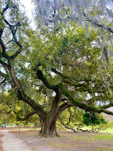 istock Historic Charleston Park in the Spring 1214488418