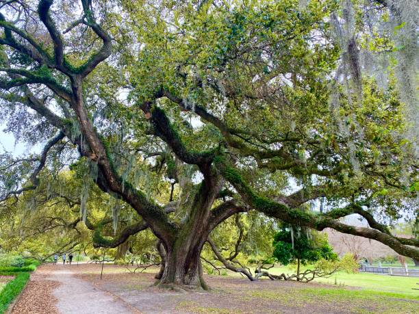 istock Historic Charleston Park in the Spring 1214488466