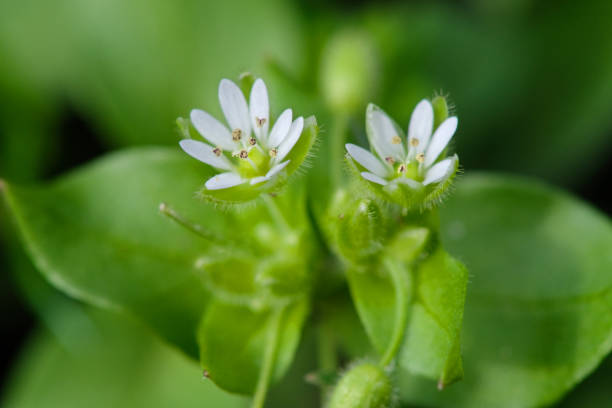 chickweed on natural background stock photo