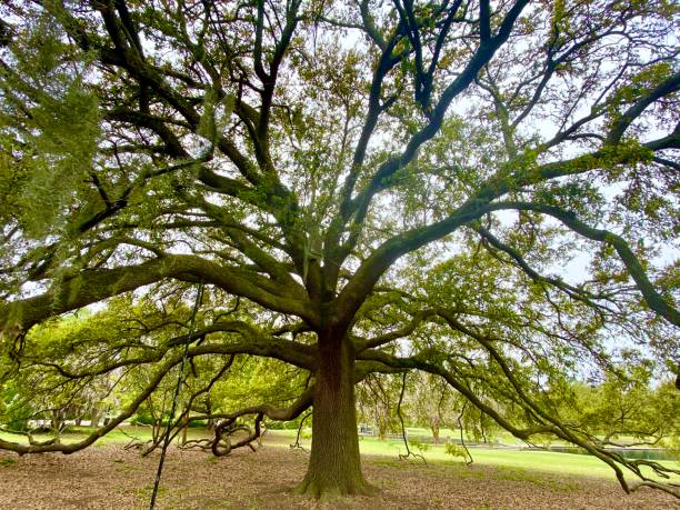 istock Historic Charleston Park in the Spring 1214488552