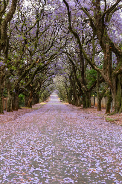 istock Jacarande trees purple flowers on the road 1214489091