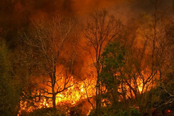 istock Rain forest fire disaster is burning caused by humans 1214489176