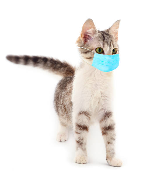 istock Gray kitten in a protective medical mask is isolated on a white background. 1214489997