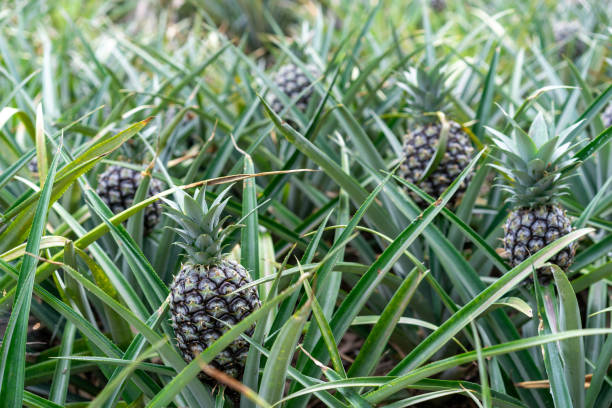 istock Pineapple tropical fruits growing in garden 1214490224