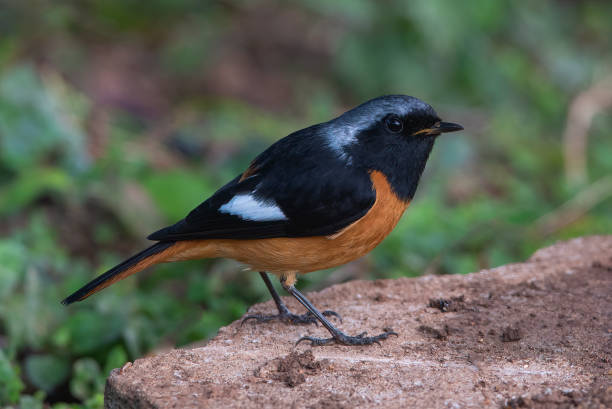 istock Closeup Daurian Redstart ,Black and orange bird 1214490234