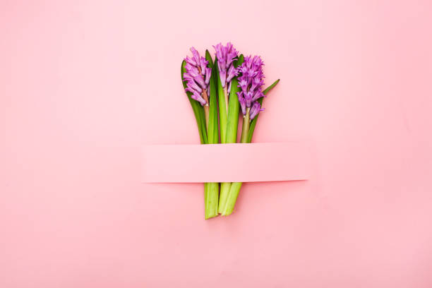 istock Creative layout with hyacinth on a pink background. holiday concept. Flat lay, top view. 1214491614