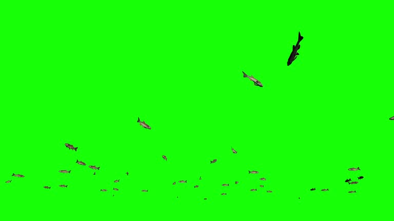 Chub school of fish, Green Screen Chromakey