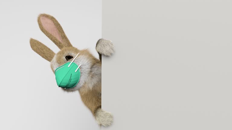 4,854 Funny Rabbit Stock Videos and Royalty-Free Footage - iStock | Funny rabbit face 4,854 Funny Rabbit Stock Videos and Royalty-Free Footage - iStock | Funny rabbit face
