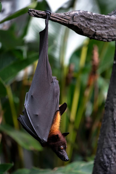 istock bat in the tree at bali indonesia 1214493887