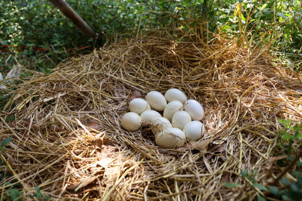 Podiceps cristatus. The nest of the Great Crested Grebe in nature.