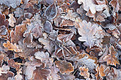 istock Carpet of frosted leaves in winter UK 1214494980