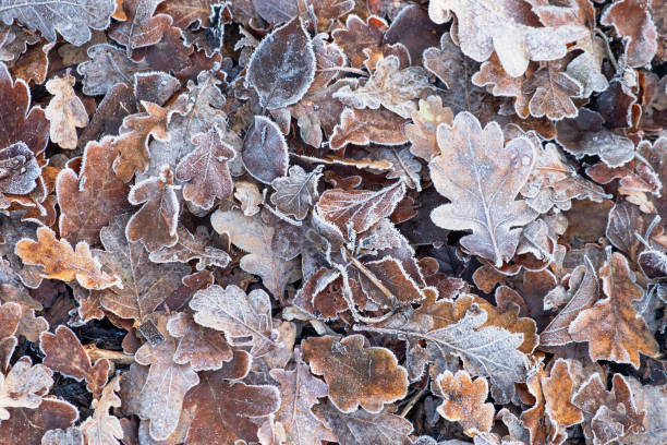 Photo of Carpet of frosted leaves in winter UK