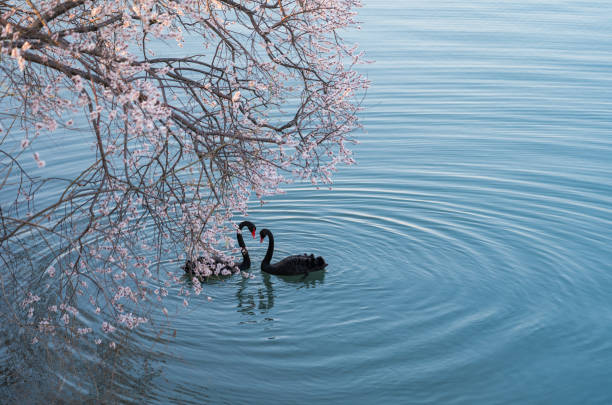 istock Black Swan and Flower 1214495087