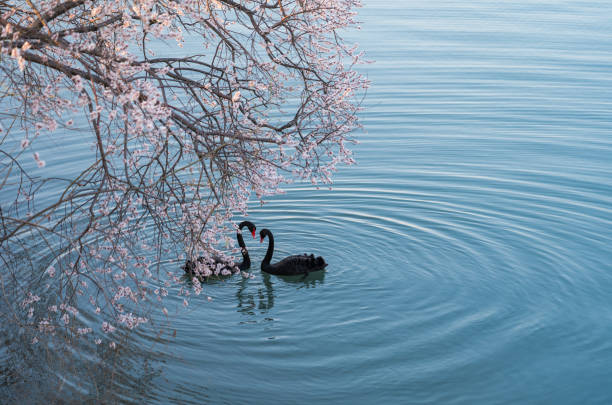 black swan and flower - ripple nature water close to imagens e fotografias de stock