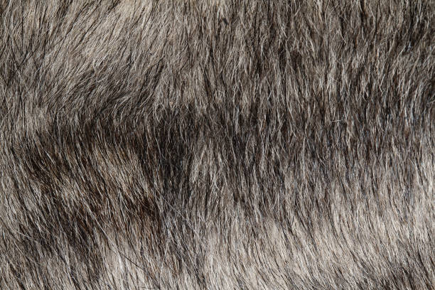 istock Close up gray dog skin for pattern and background 1214495513
