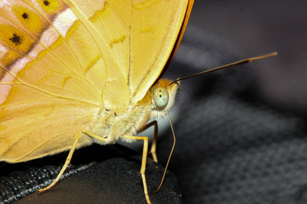 istock close up orange butterfly in nature thailand 1214495582