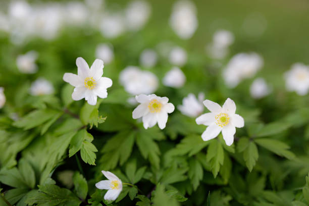 istock Anemone nemorosa flower blooming outdoors at spring day 1214496863