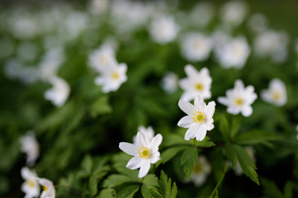 istock Anemone nemorosa flower blooming outdoors at spring day 1214496889