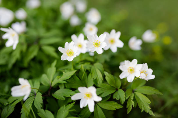 istock Anemone nemorosa flower blooming outdoors at spring day 1214496948