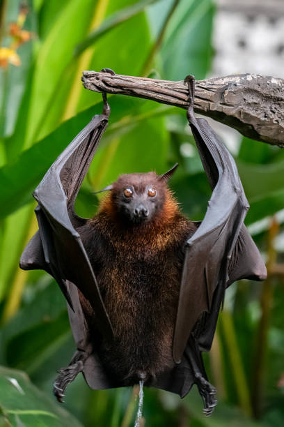 istock bat in the tree at bali indonesia 1214497052