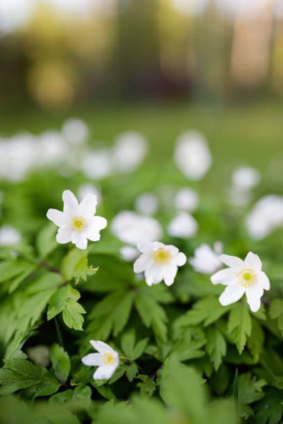 istock Anemone nemorosa flower blooming outdoors at spring day 1214497131